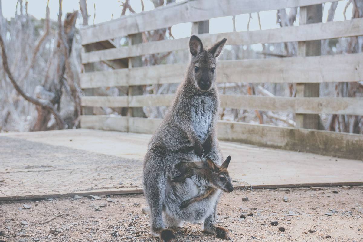 Mikor születik a kenguru?